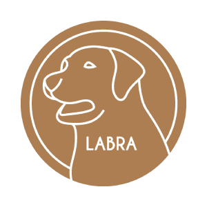 Labrador 