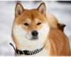 Курс SHIB прибавил 5% на этой неделе