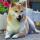 TOP: IntoTheBlock: В прибыли 12% держателей SHIB