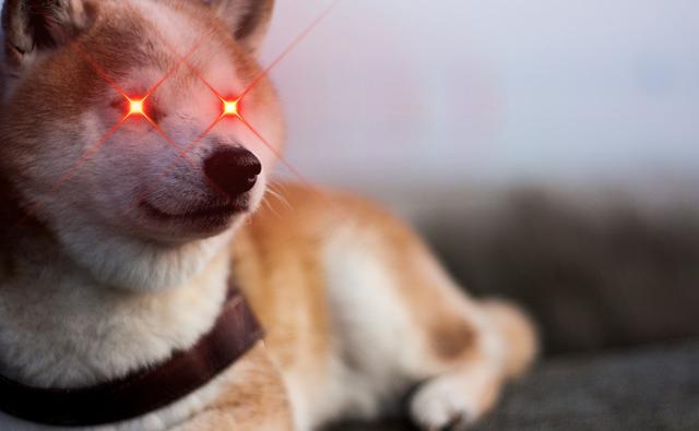Shiba Inu получил поддержку Avalanche