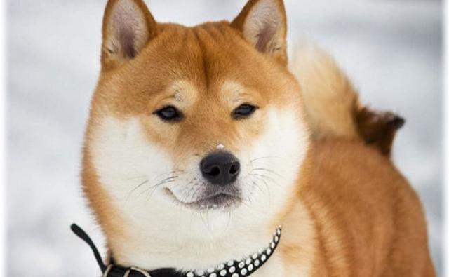 Курс SHIB прибавил 5% на этой неделе