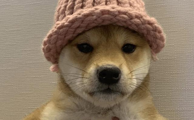 Мемкоин WIF на Solana подает признаки роста