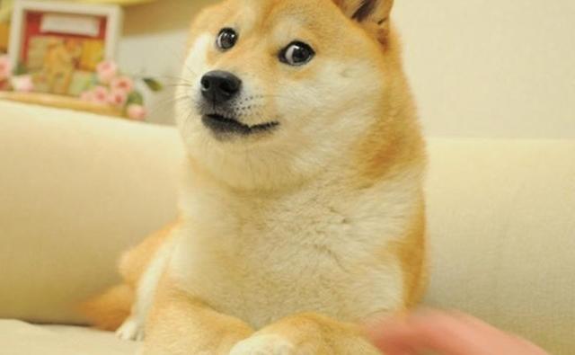 Руководитель Robinhood намекает на то, что листинг Shiba Inu не состоится