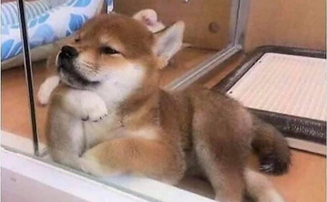 Dogecoin присоединяется к DeFi
