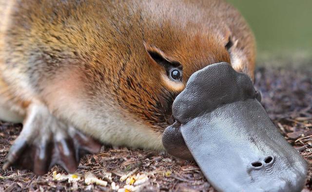 PeckShield: DeFi-протокол Platypus повторно взломали