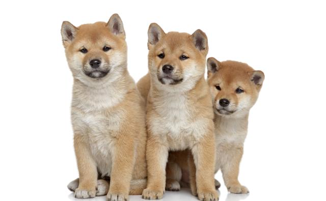Ask the Doctor отказывается от Shiba Inu и называет проект скамом