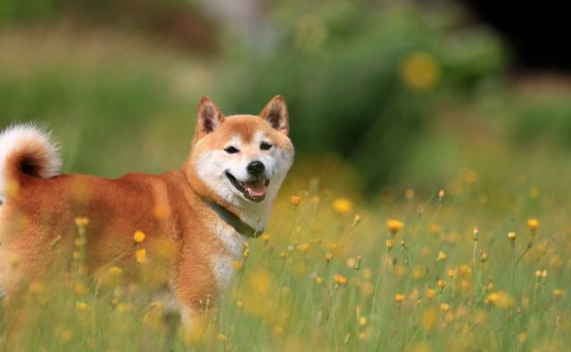 Shiba Inu переживает подъем после листинга Coinbase