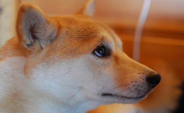 Капитализация TONcoin выше, чем у Shiba Inu
