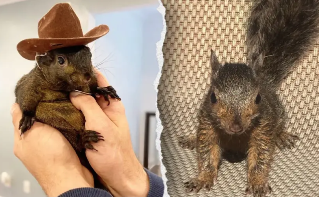 Рост мемкоина PNUT