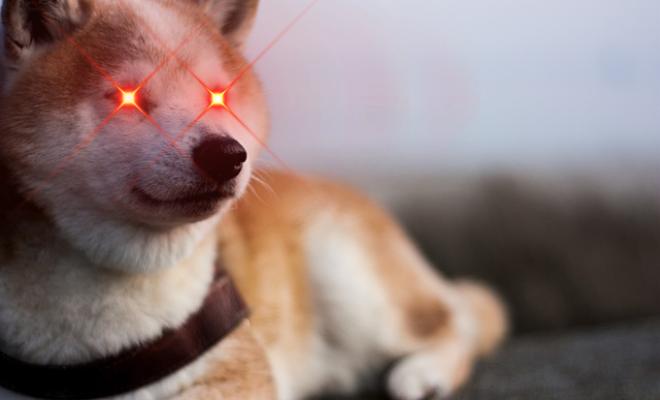 Криптокошелек с поддержкой Samsung открывает доступ к Shiba Inu