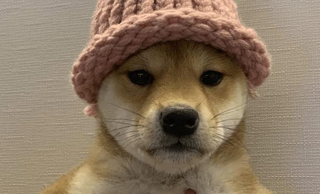 Мемкоин WIF на Solana подает признаки роста