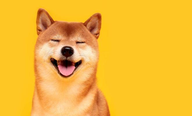 Shiba Inu возглавила топ обсуждаемых тем Твиттера