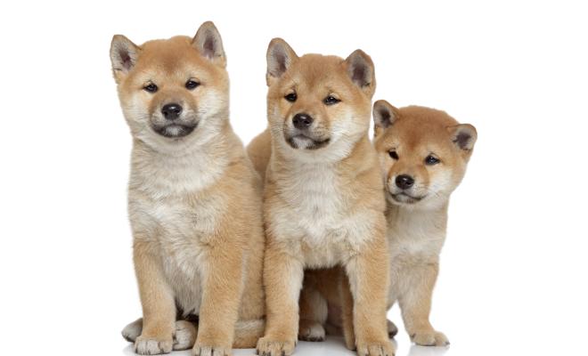 Курс Shiba Inu взлетел на 40%: токен покоряет новые площадки