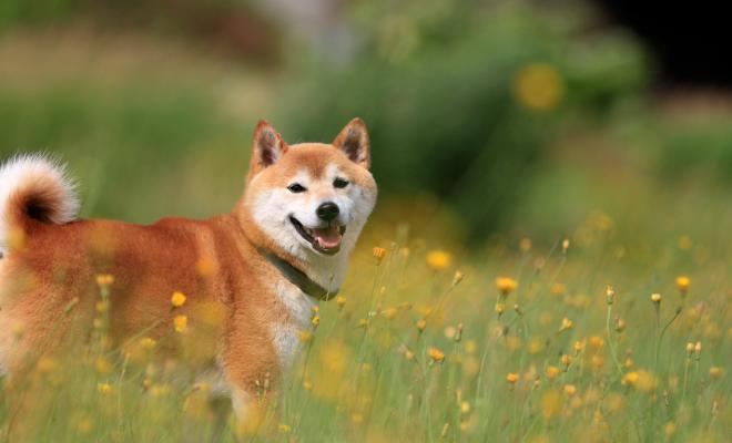 Shiba Inu переживает подъем после листинга Coinbase