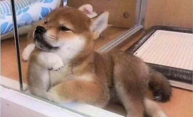 Основатель Dogecoin не стал продвигать Dogechain Основатель Dogecoin не стал продвигать Dogechain