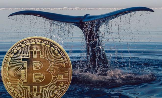 Биткоин сталкивается с огромным давлением, поскольку киты сбросили BTC на сумму 600 миллионов долларов на прошлой неделе