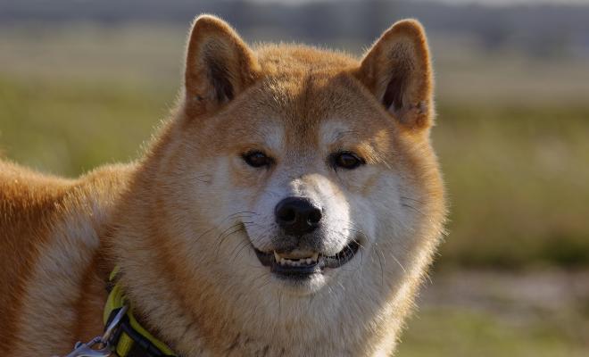 Илон Маск рассказал о технических преимуществах Dogecoin (DOGE)