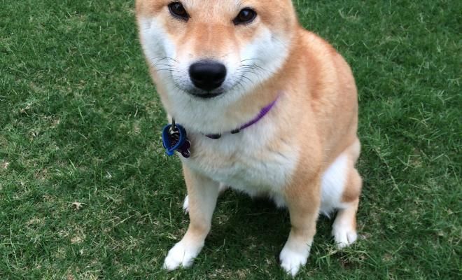 Dogecoin снова усилил позиции благодаря мемам