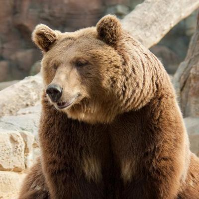 blogger-Lazybear 